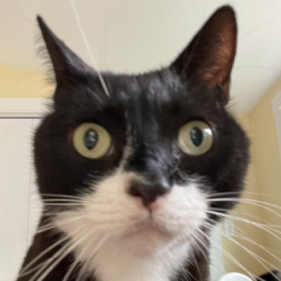 close up headshot of black and white cat