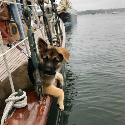 puppy on the edge of a boat. One ear is floppy and the other is upright
