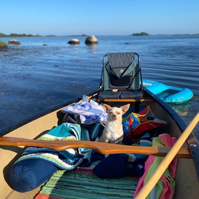 Small light brown and white dog with large ears, sitting in a canoe in the water.