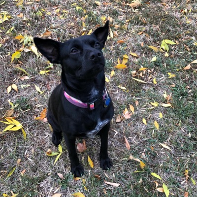black dog with pointy ears wearing a pink and purple collar sitting in the grass